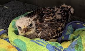 rescued baby hawk