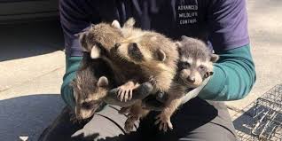 hands holding three baby raccoons